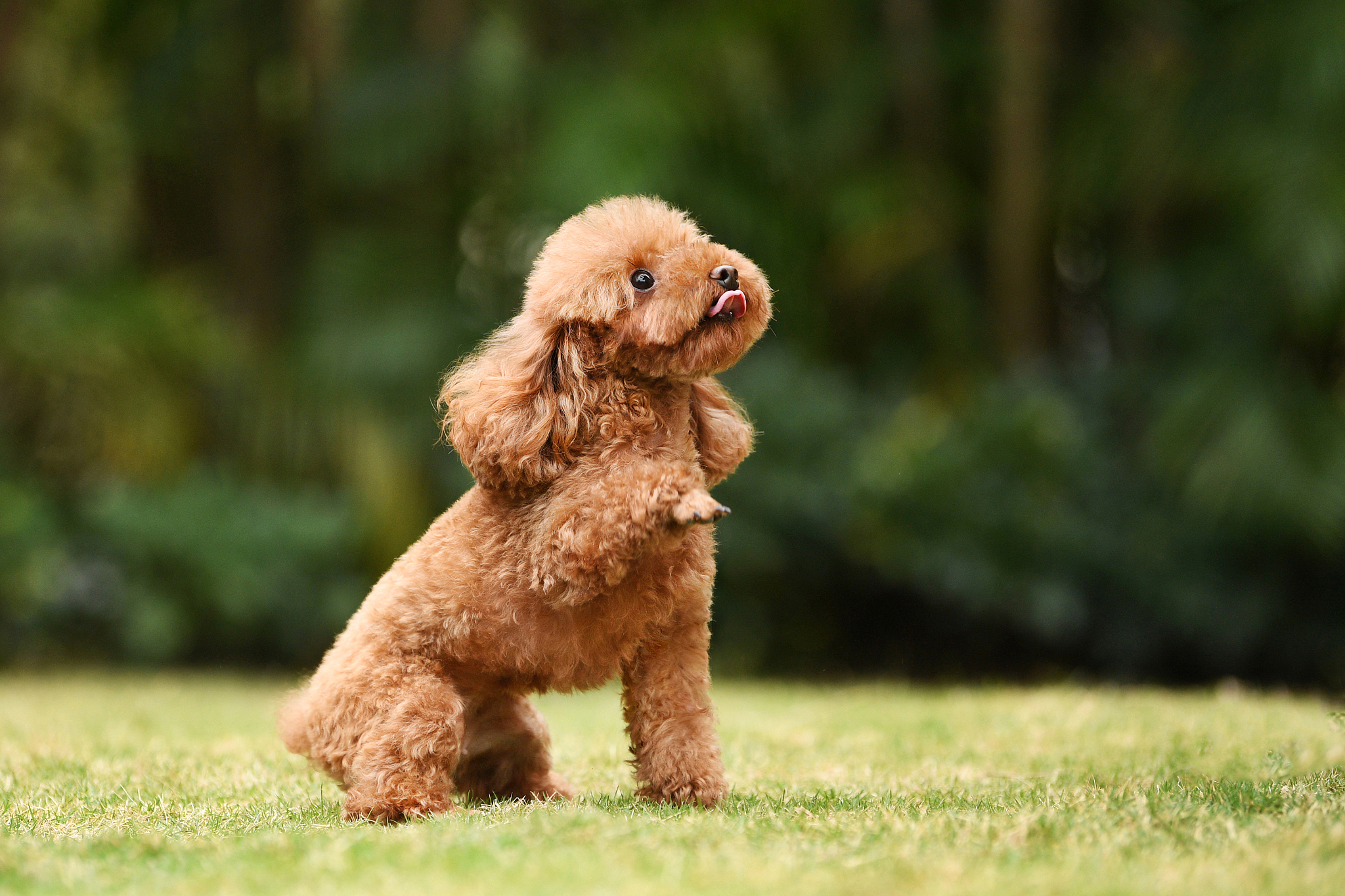 茶杯泰迪犬白色多少钱一只