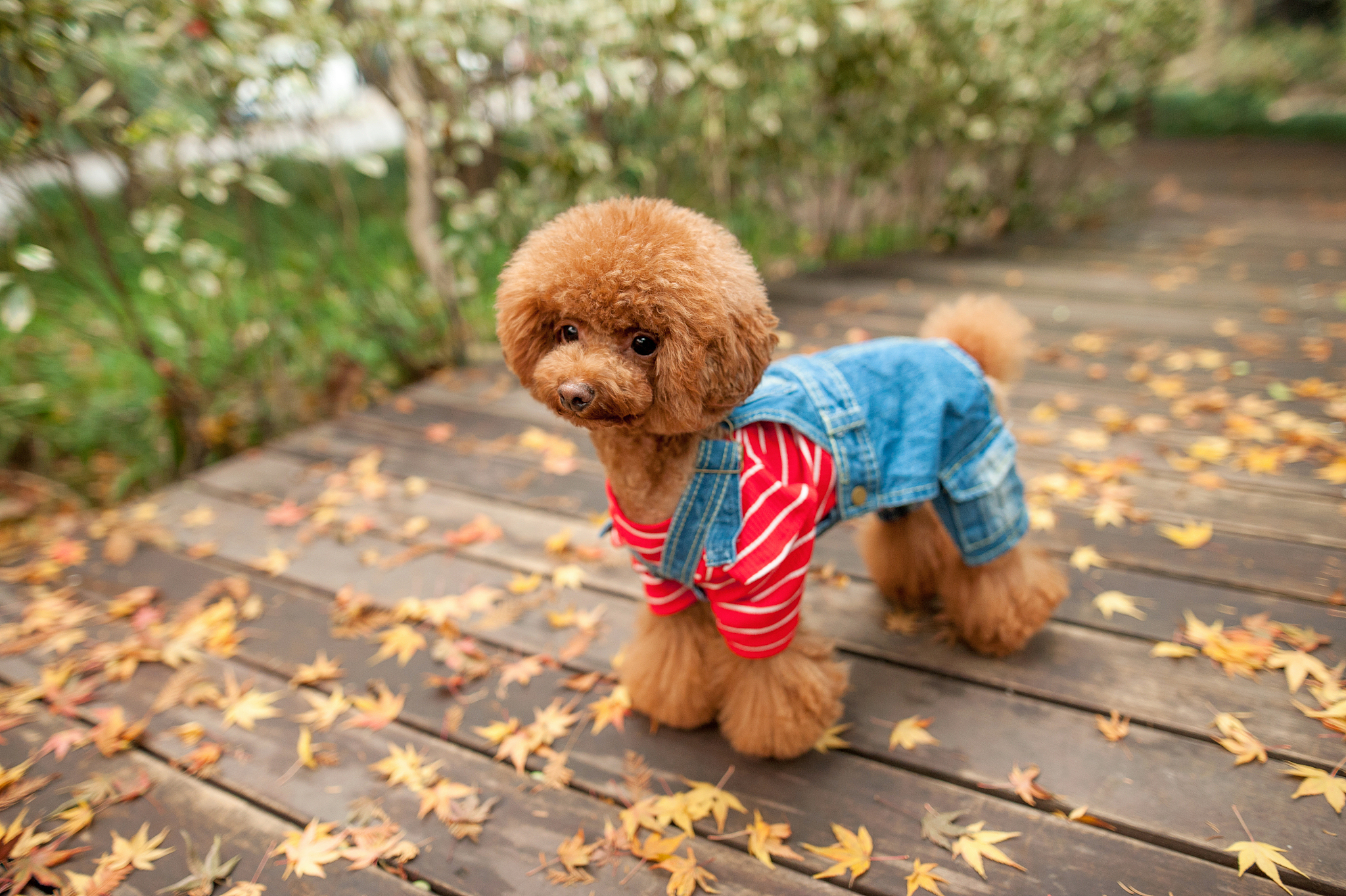 贵妇犬是泰迪吗