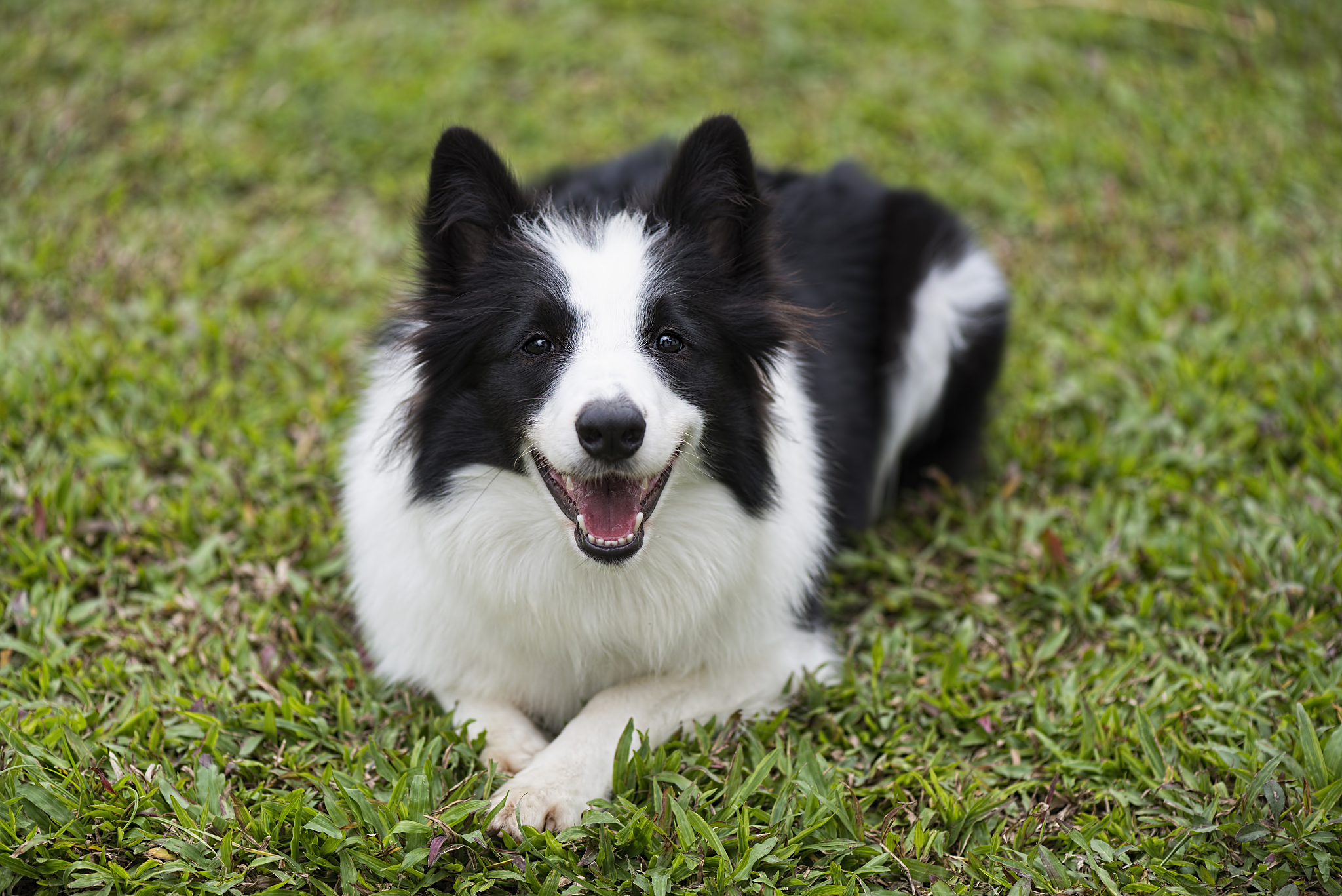 边牧犬和泰迪的杂交是什么样的