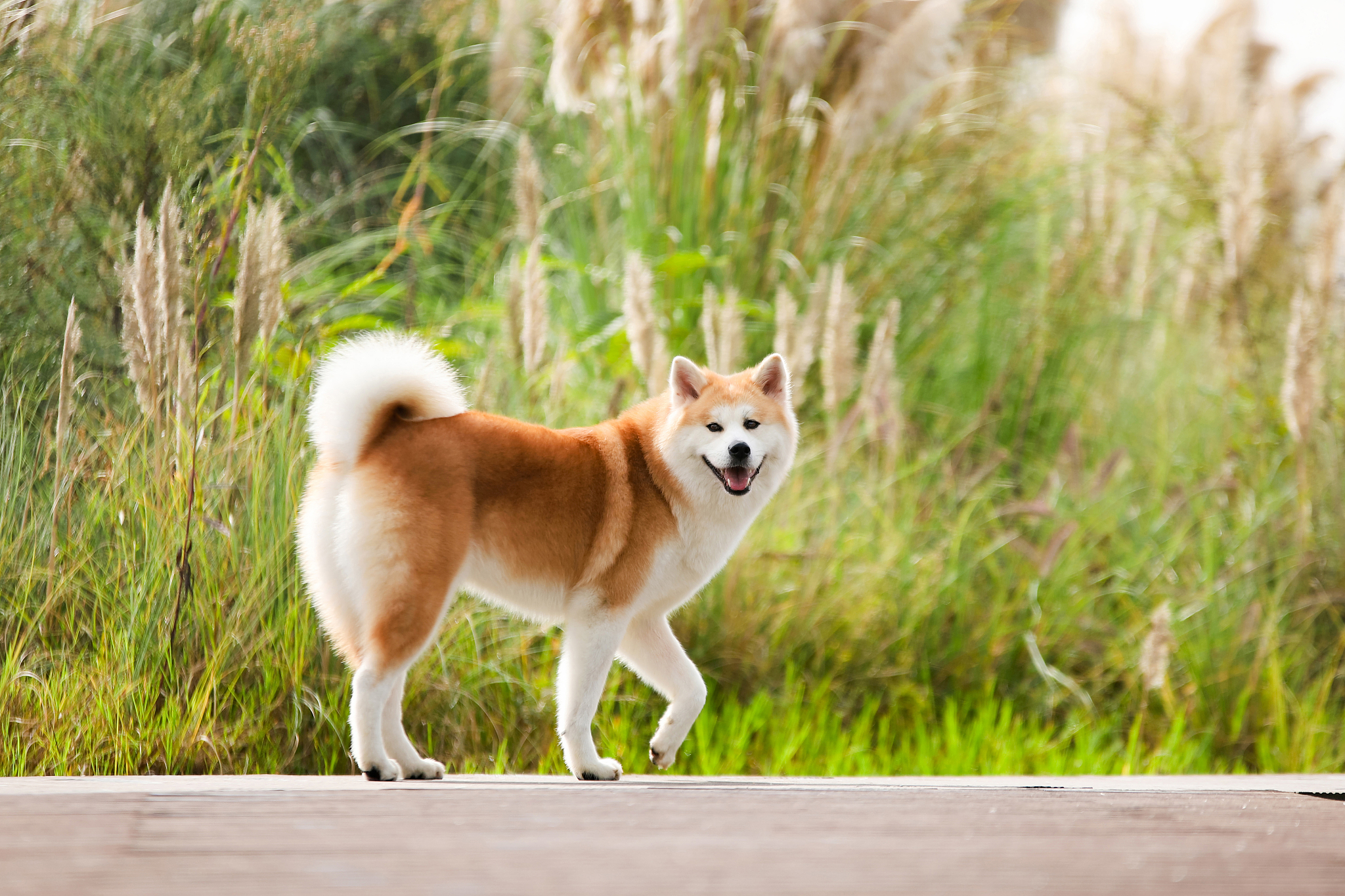 2个月柴犬怎么训练