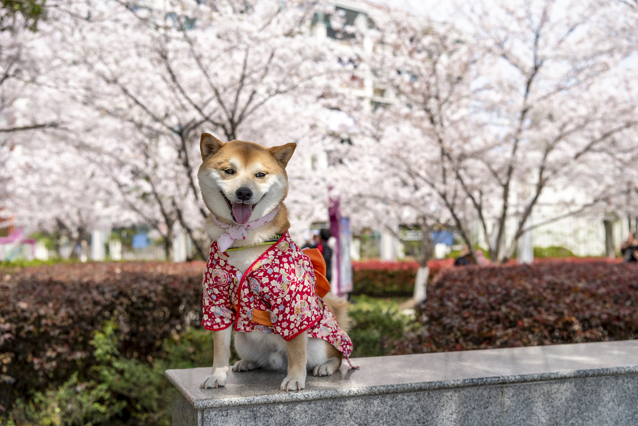 4个月柴犬怎么训练