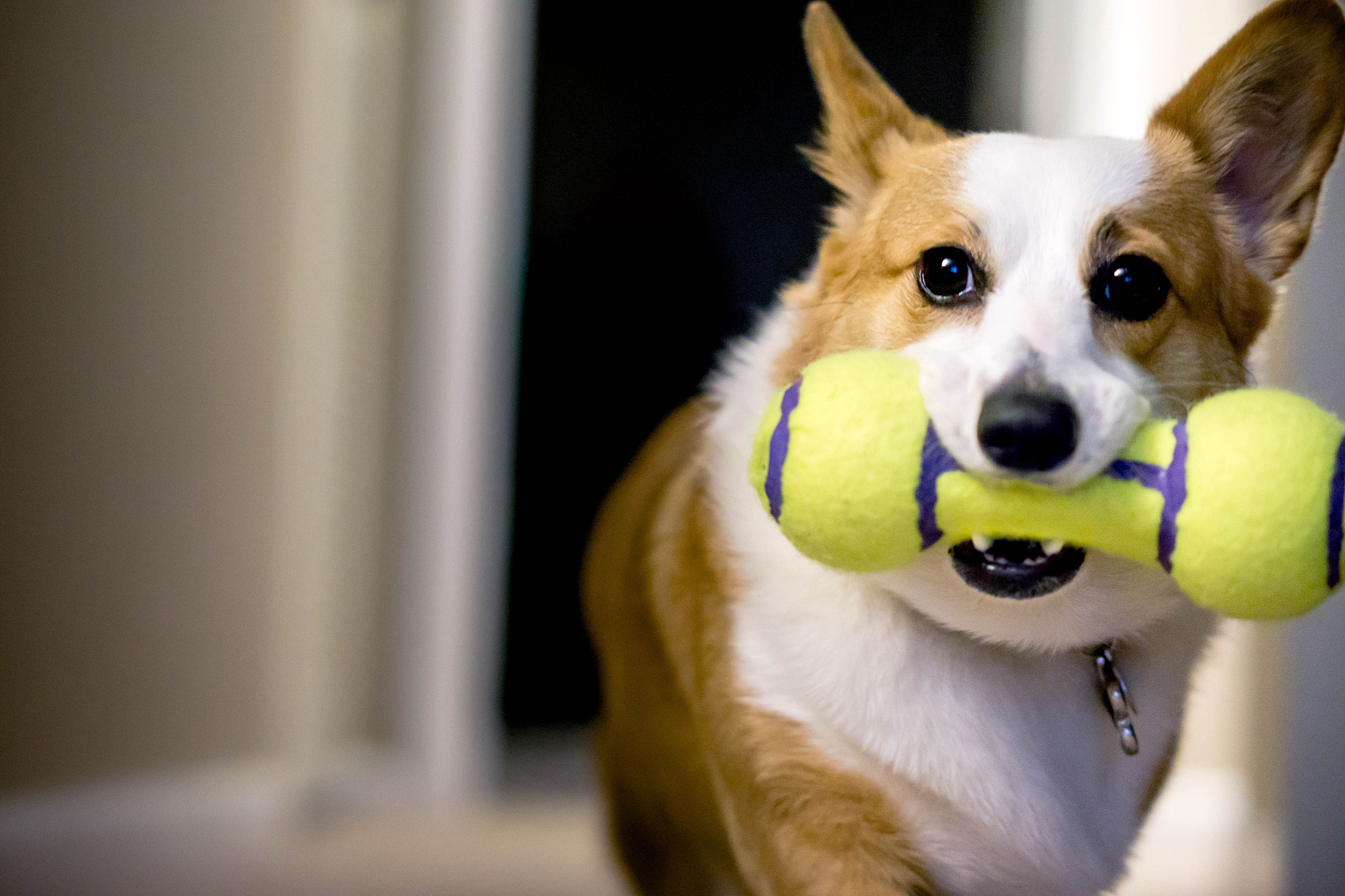 一只柴犬多少钱幼犬