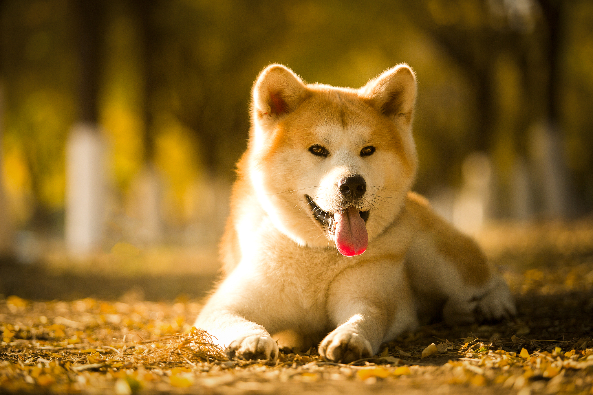 一只柴犬的价格