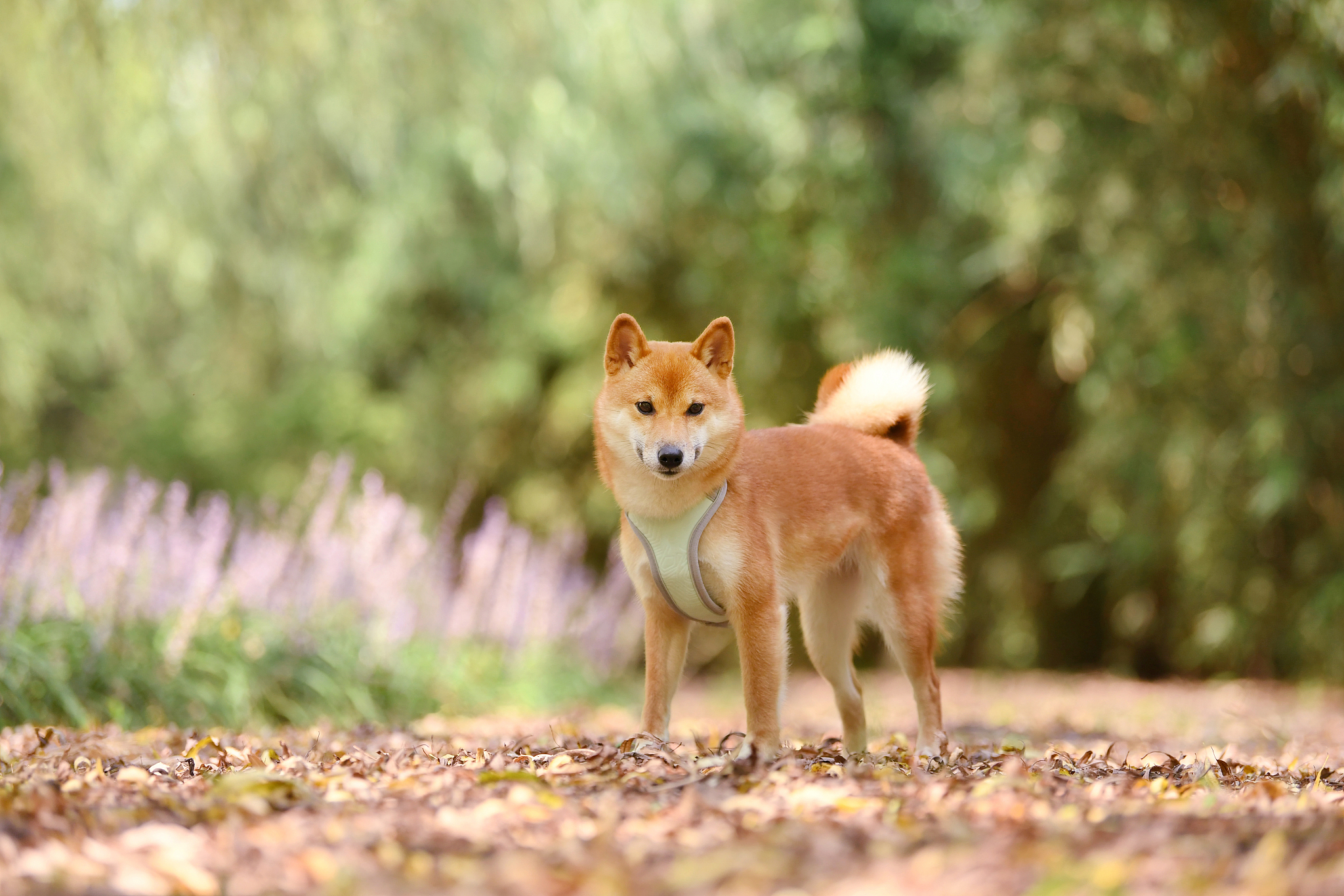 一只柴犬要多少钱