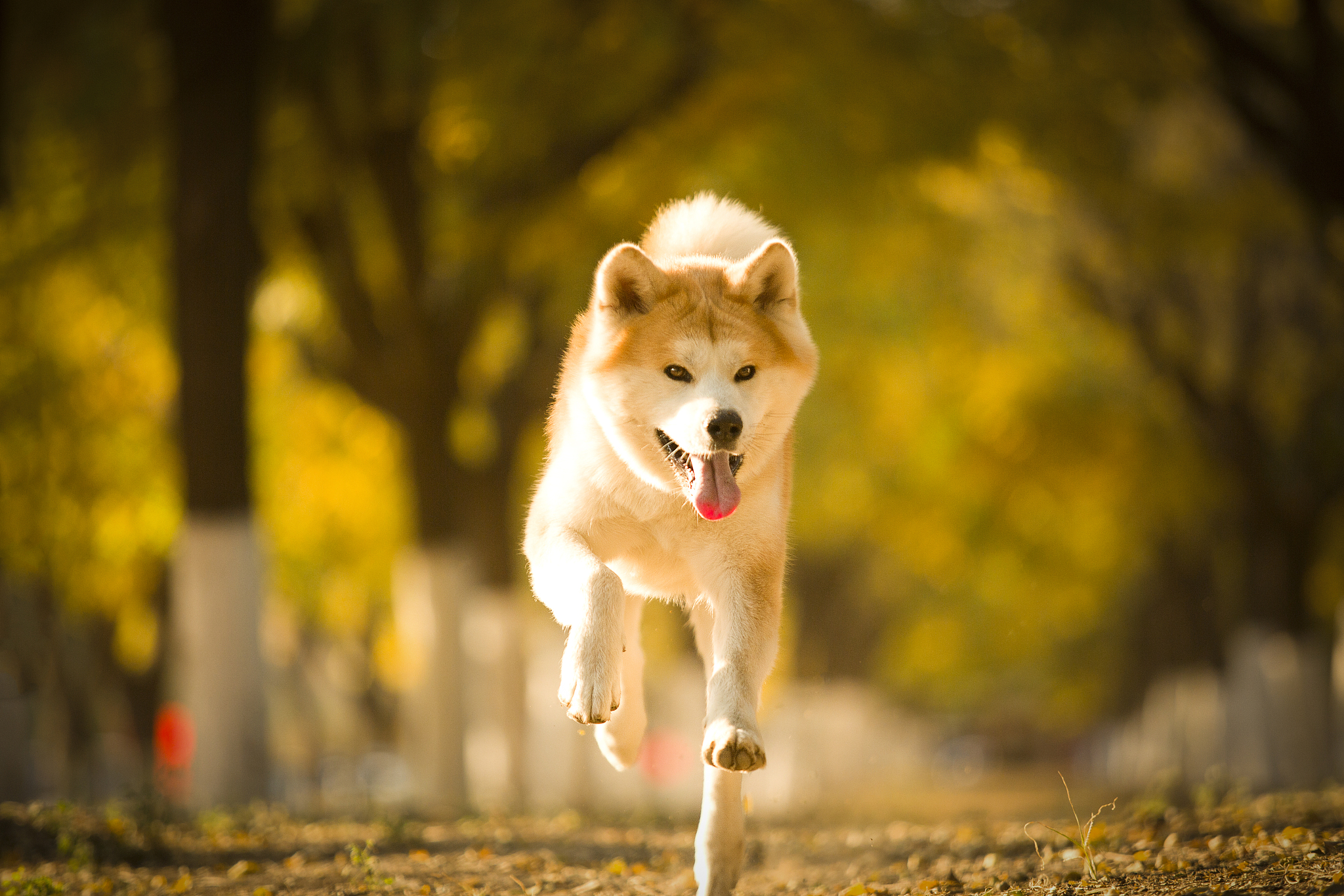 中国柴犬多少钱一只