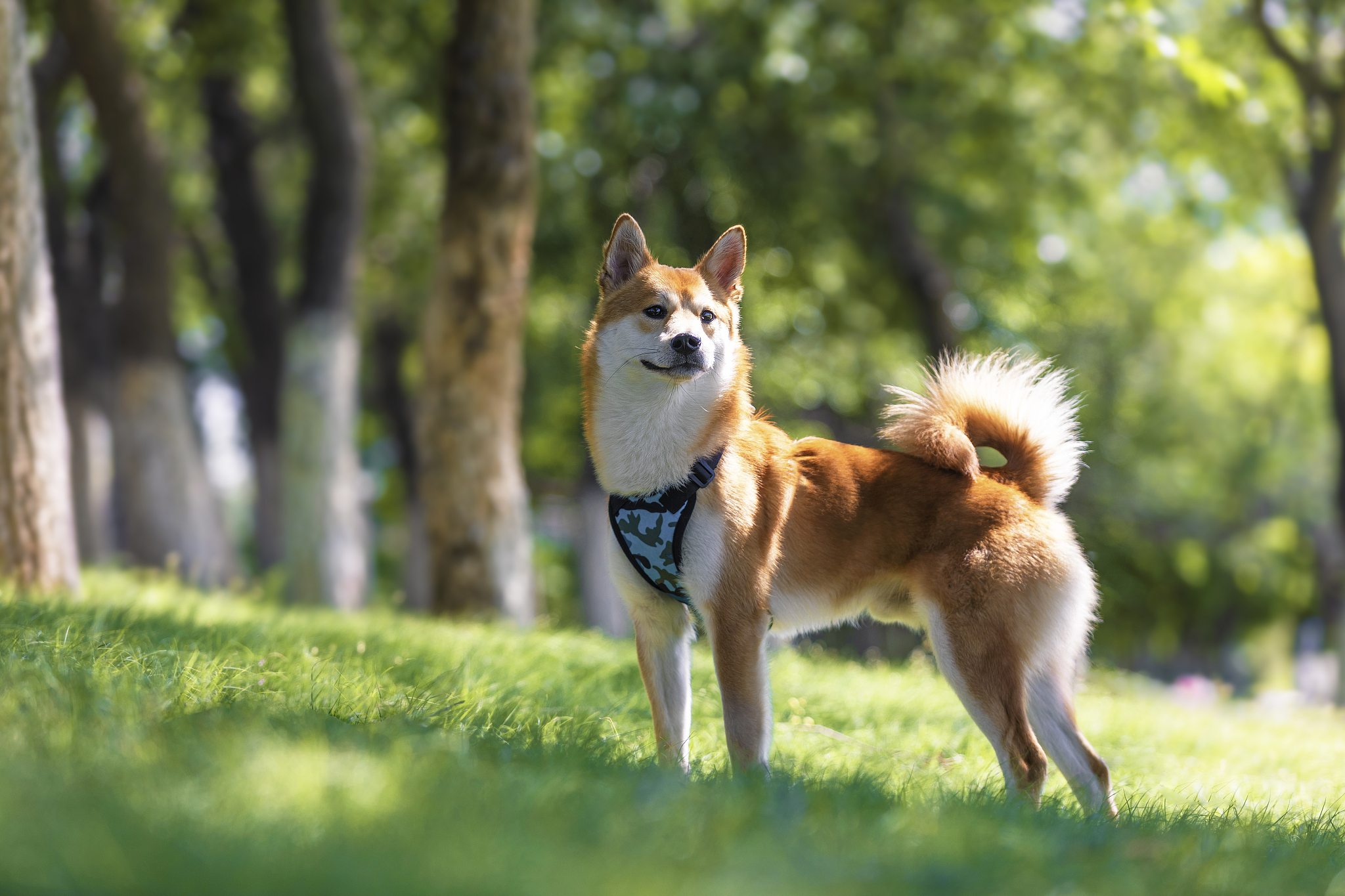 怎么训练柴犬