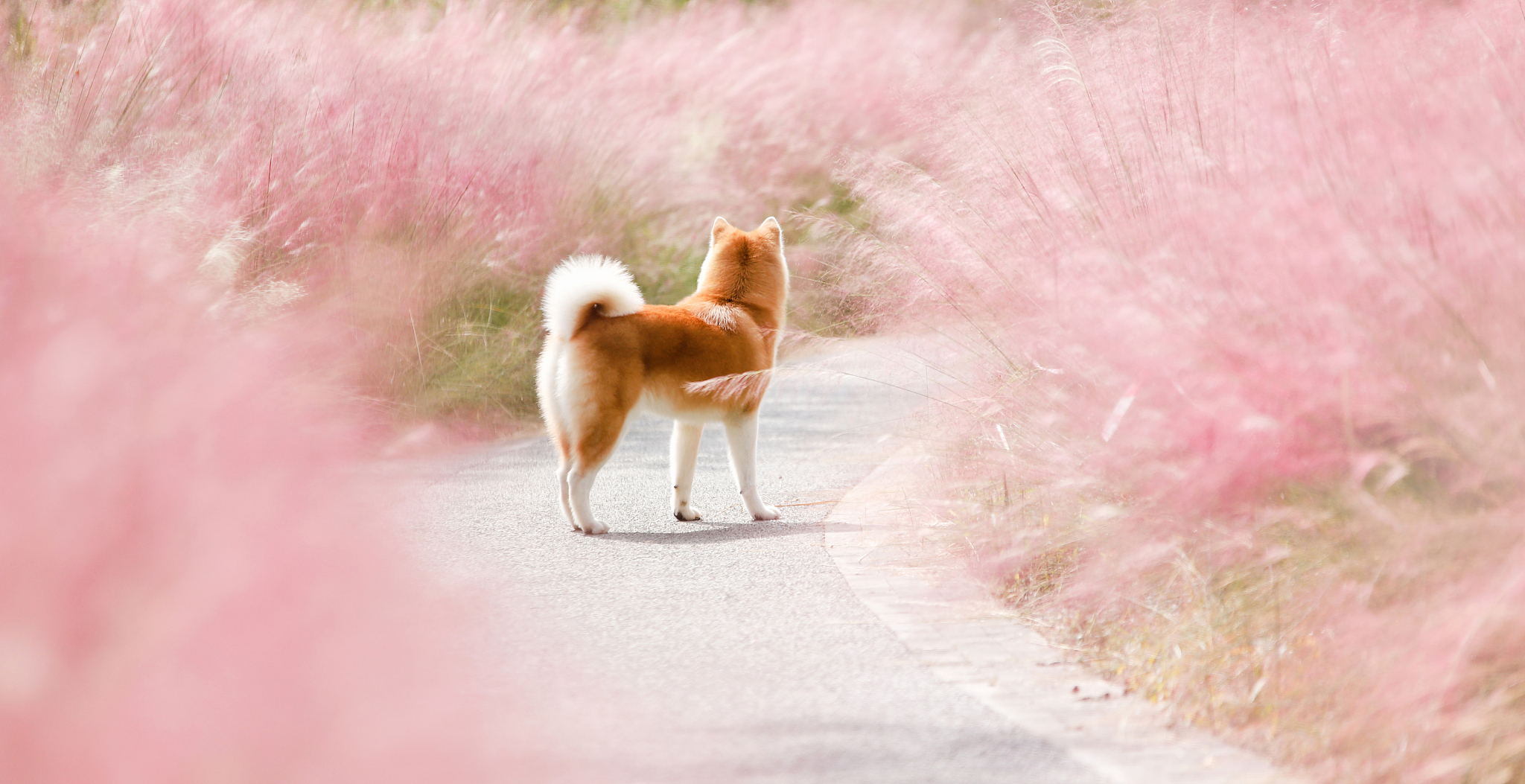 成都柴犬多少钱一只