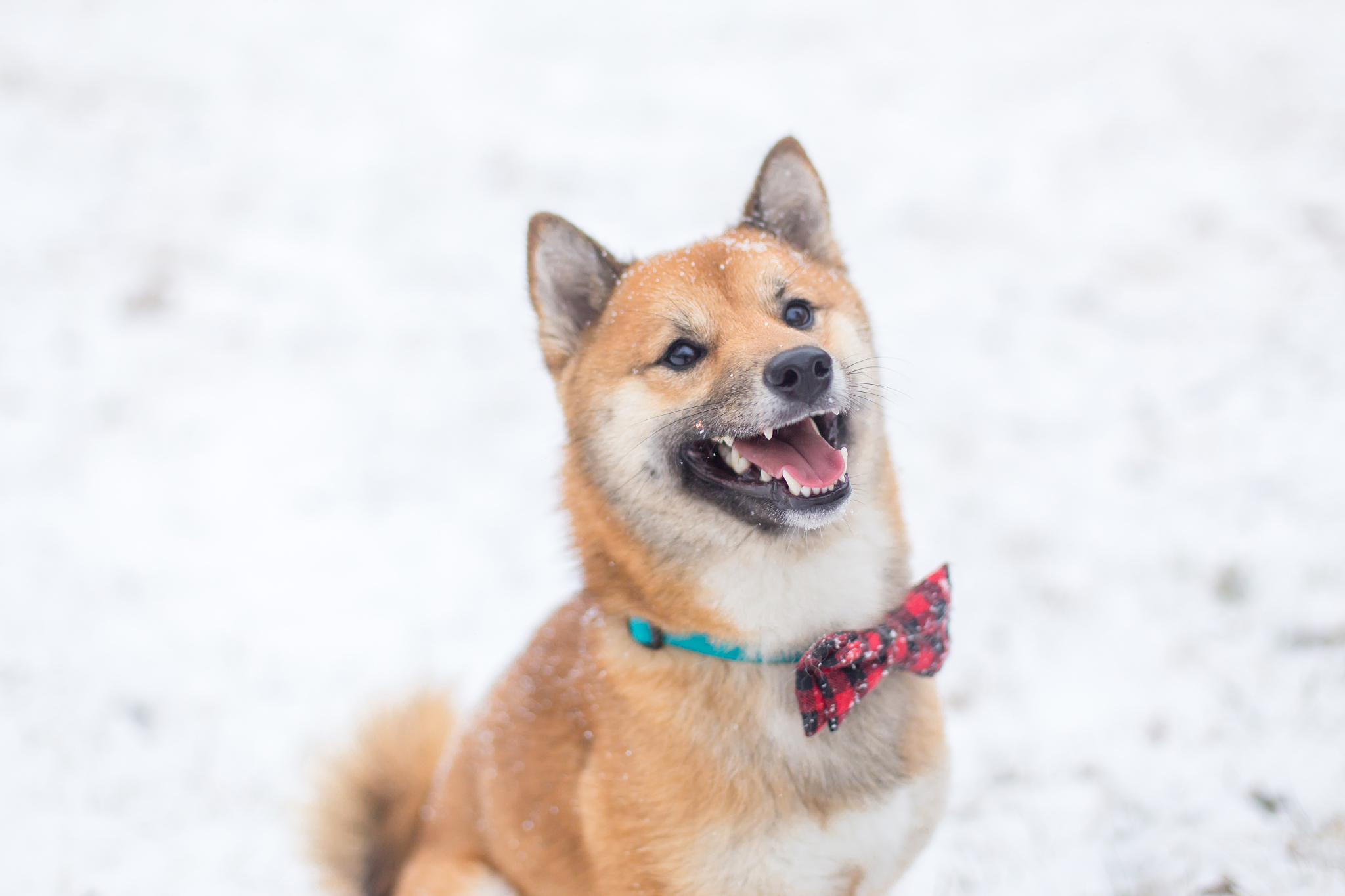 日本柴犬