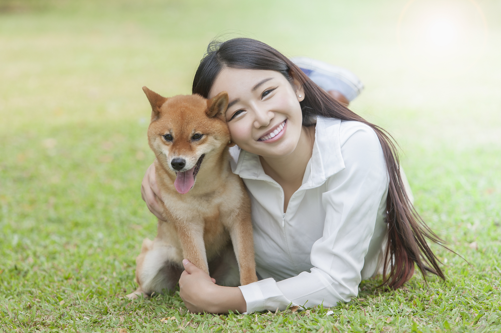 日本柴犬黑色多少钱一只