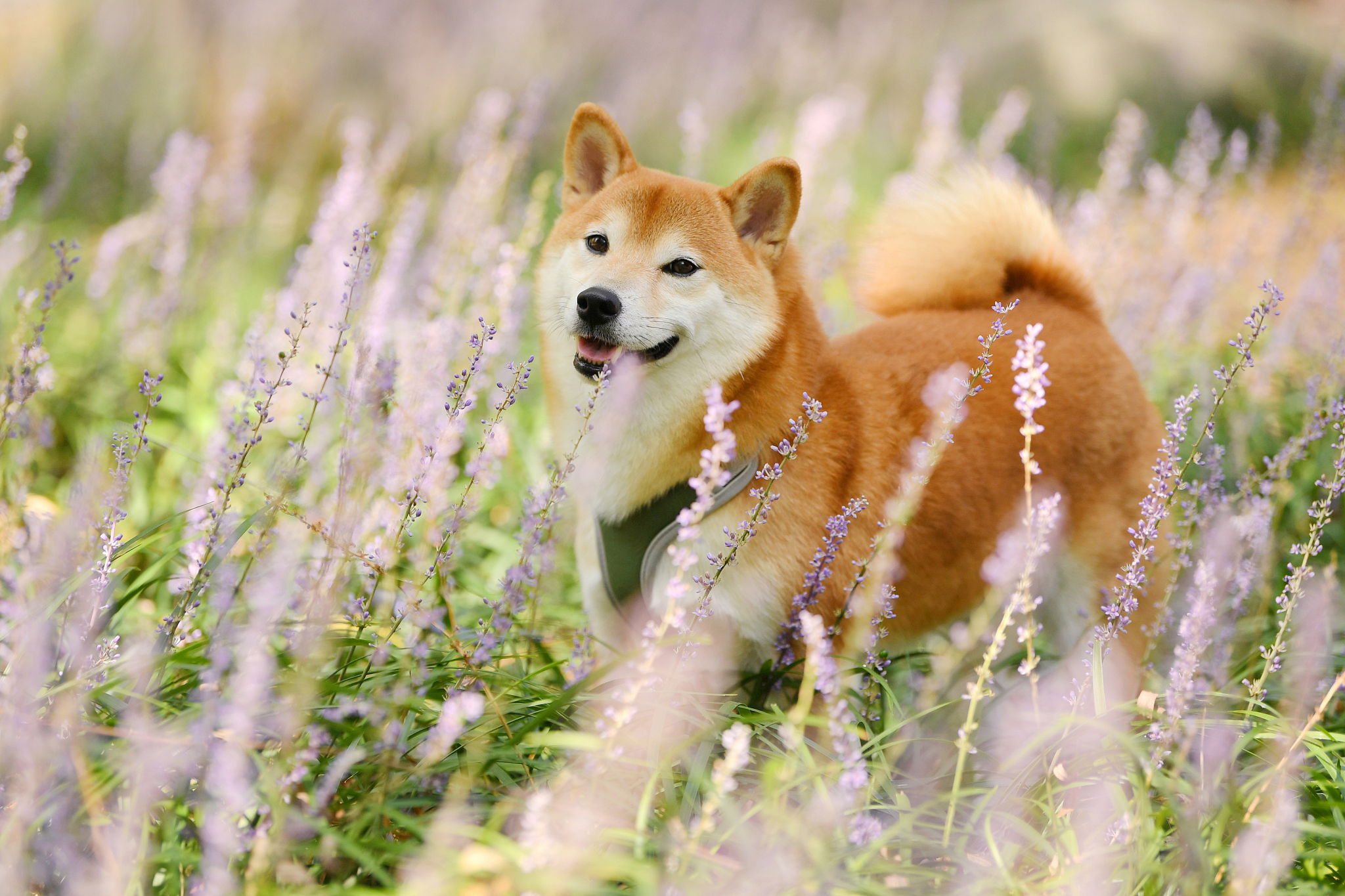 日本黑色柴犬