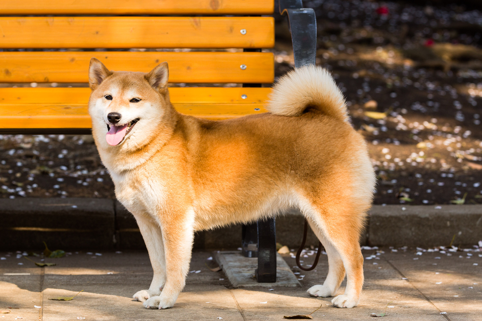 柴犬2个月怎么像土狗