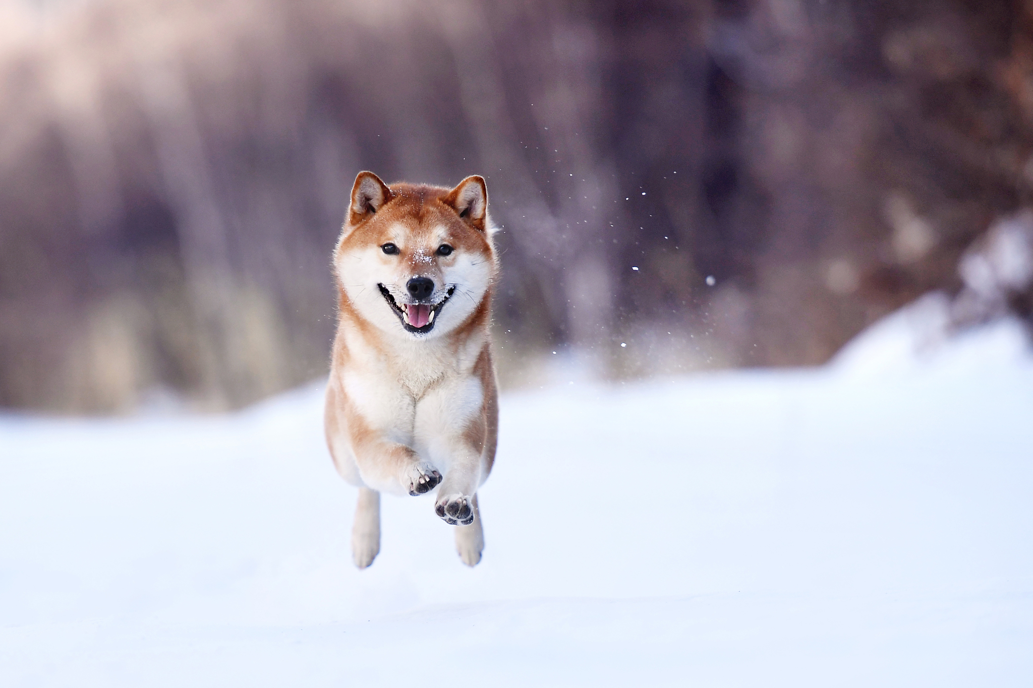 柴犬串串多少钱一只