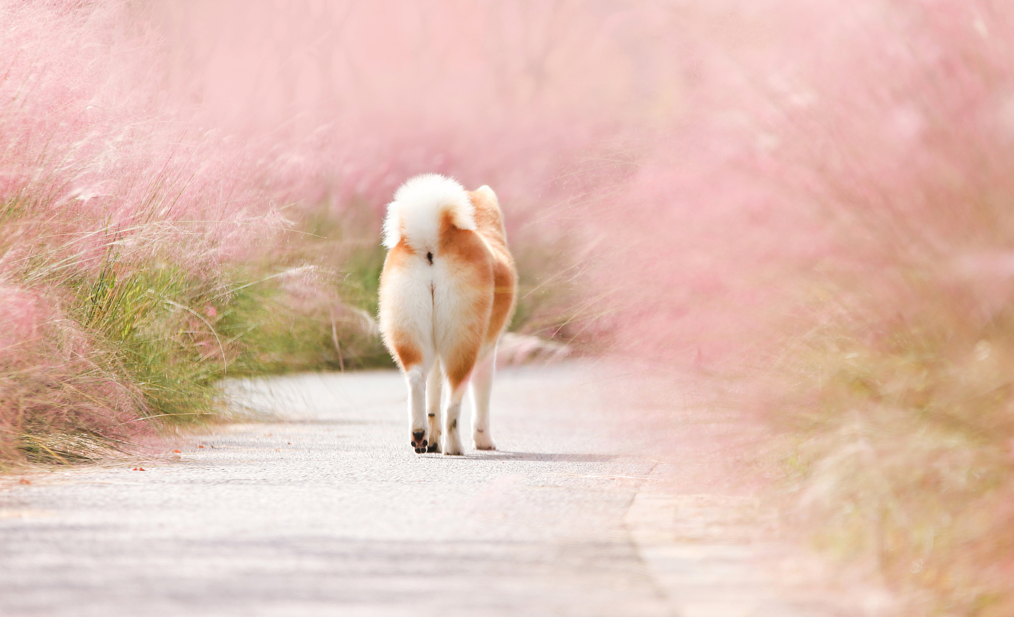 柴犬会换牙吗