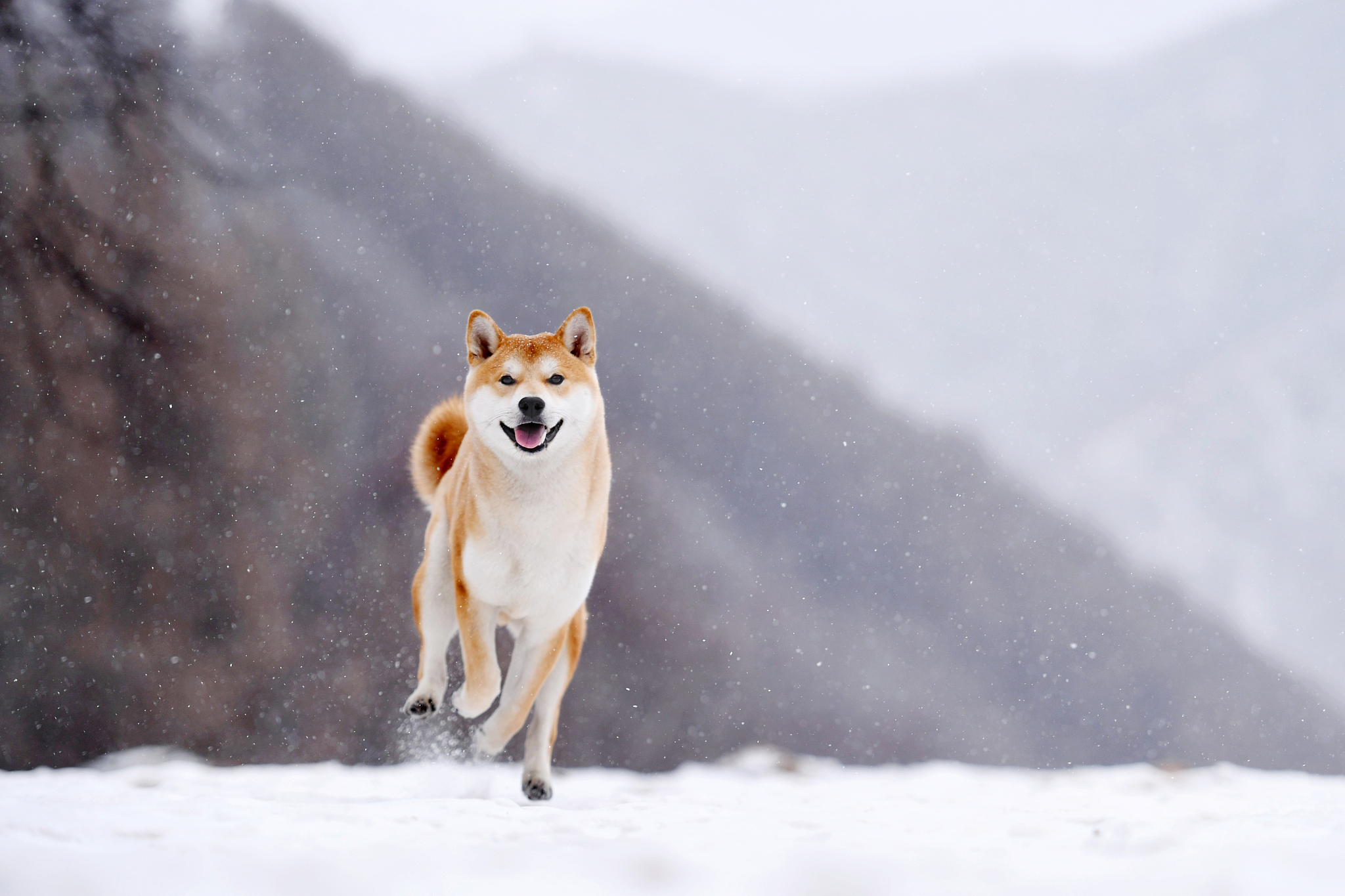 柴犬会游泳吗