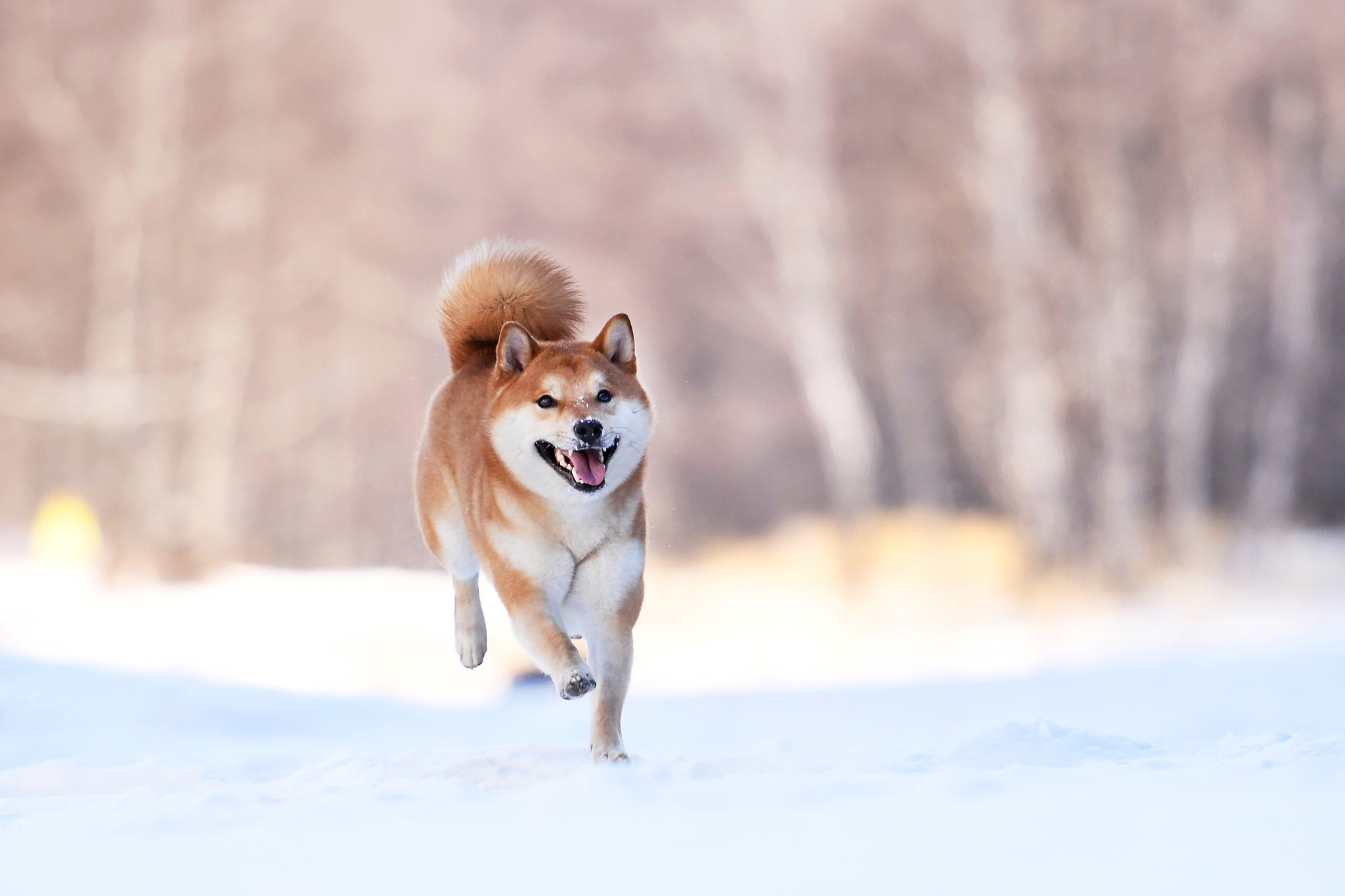 柴犬和秋田犬的价格