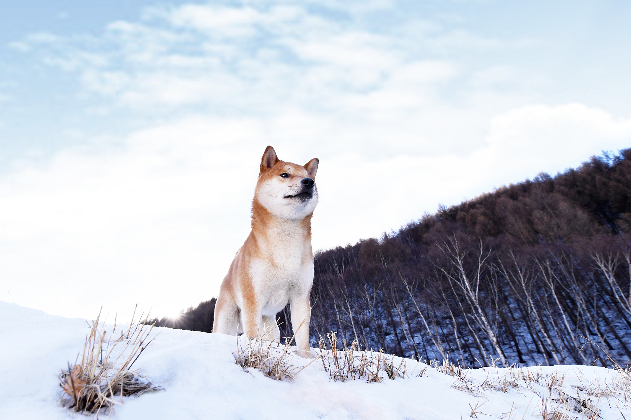 柴犬在日本多少钱