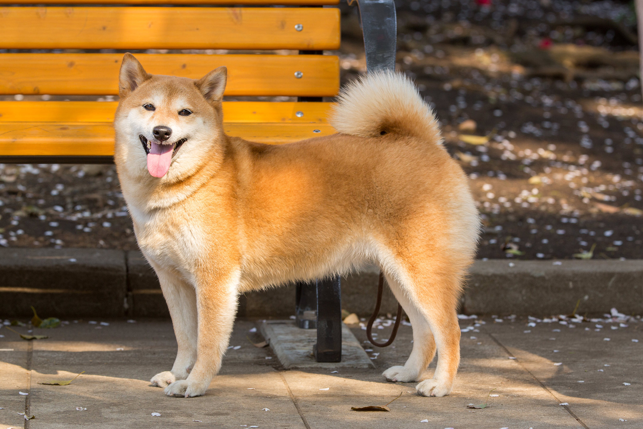 柴犬小狗多少钱一只