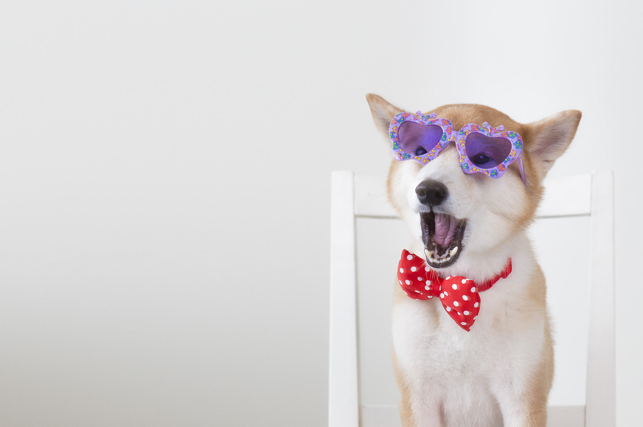 柴犬幼犬一般多少钱一只