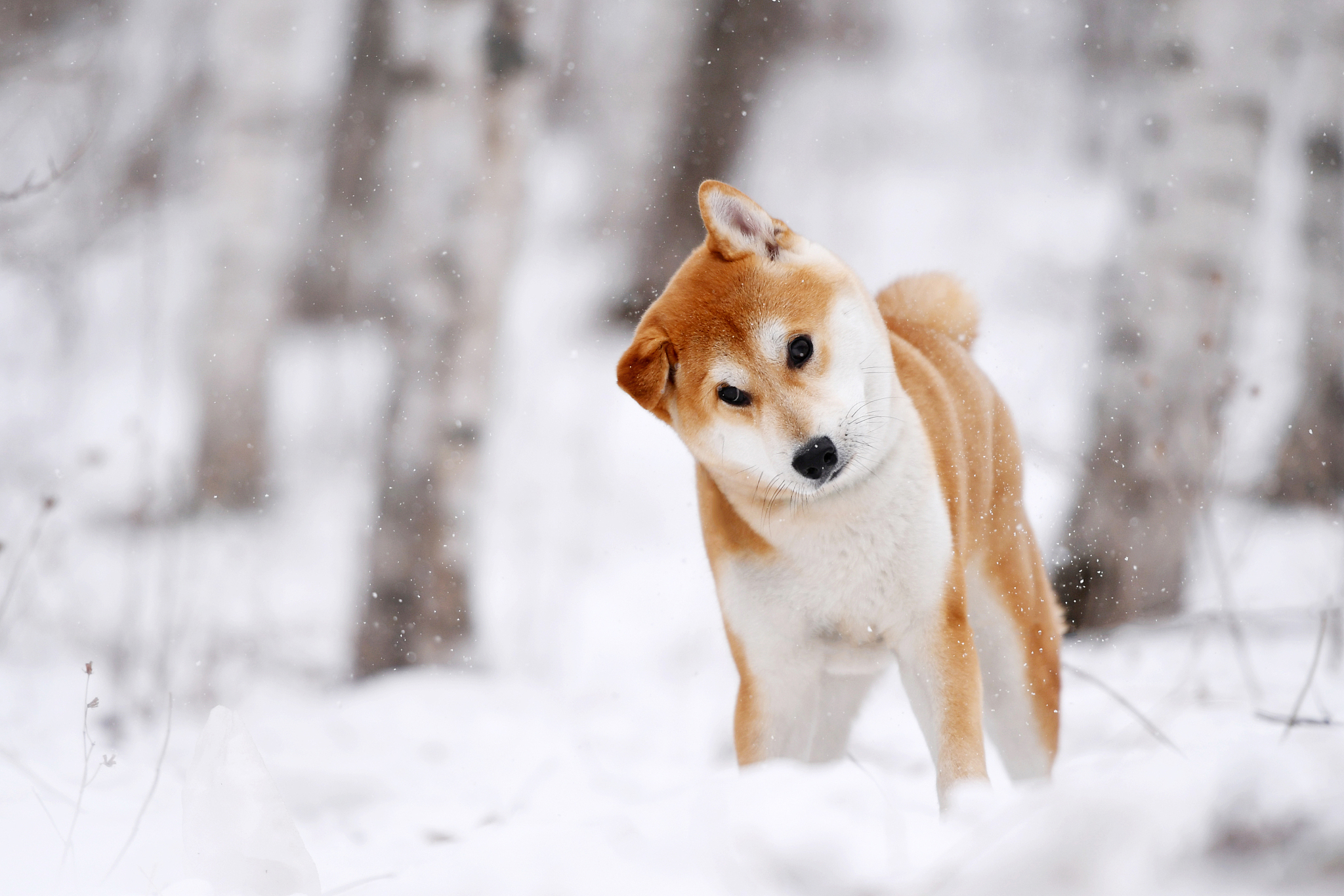 柴犬性格怎么样