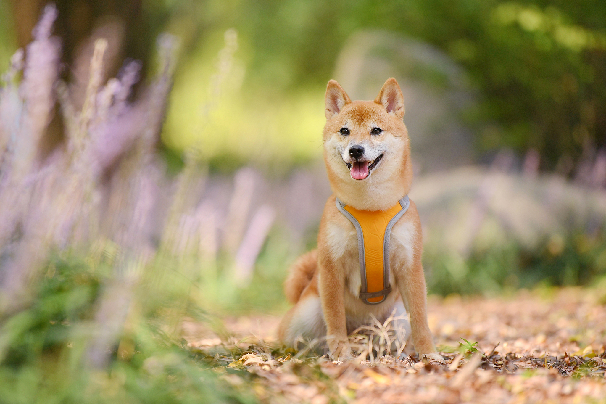 柴犬护主吗