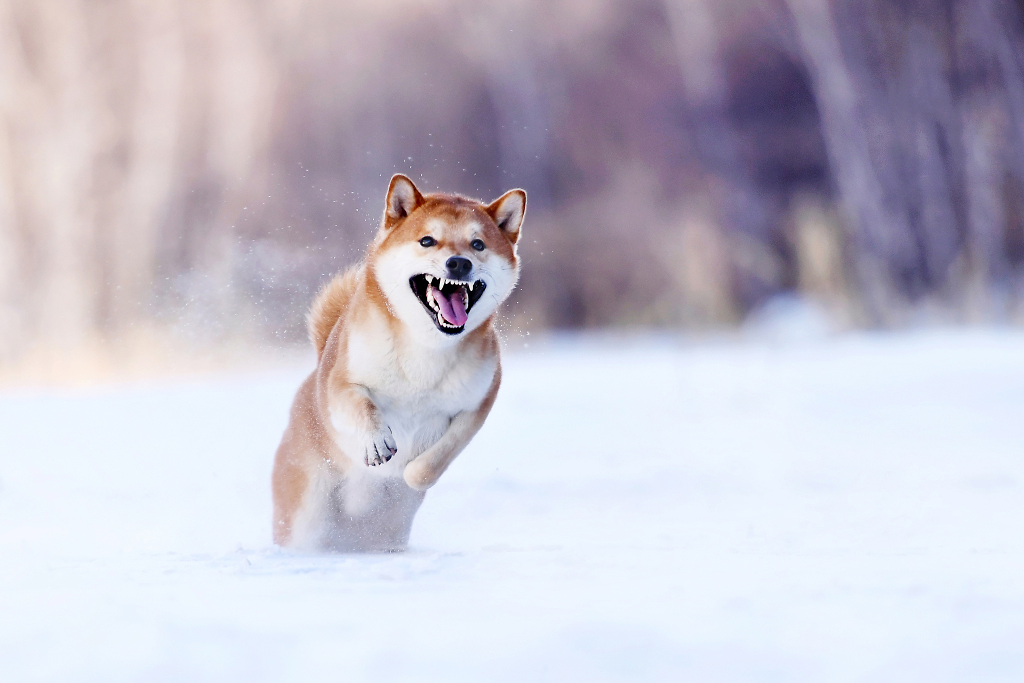 柴犬的价格多少钱一只