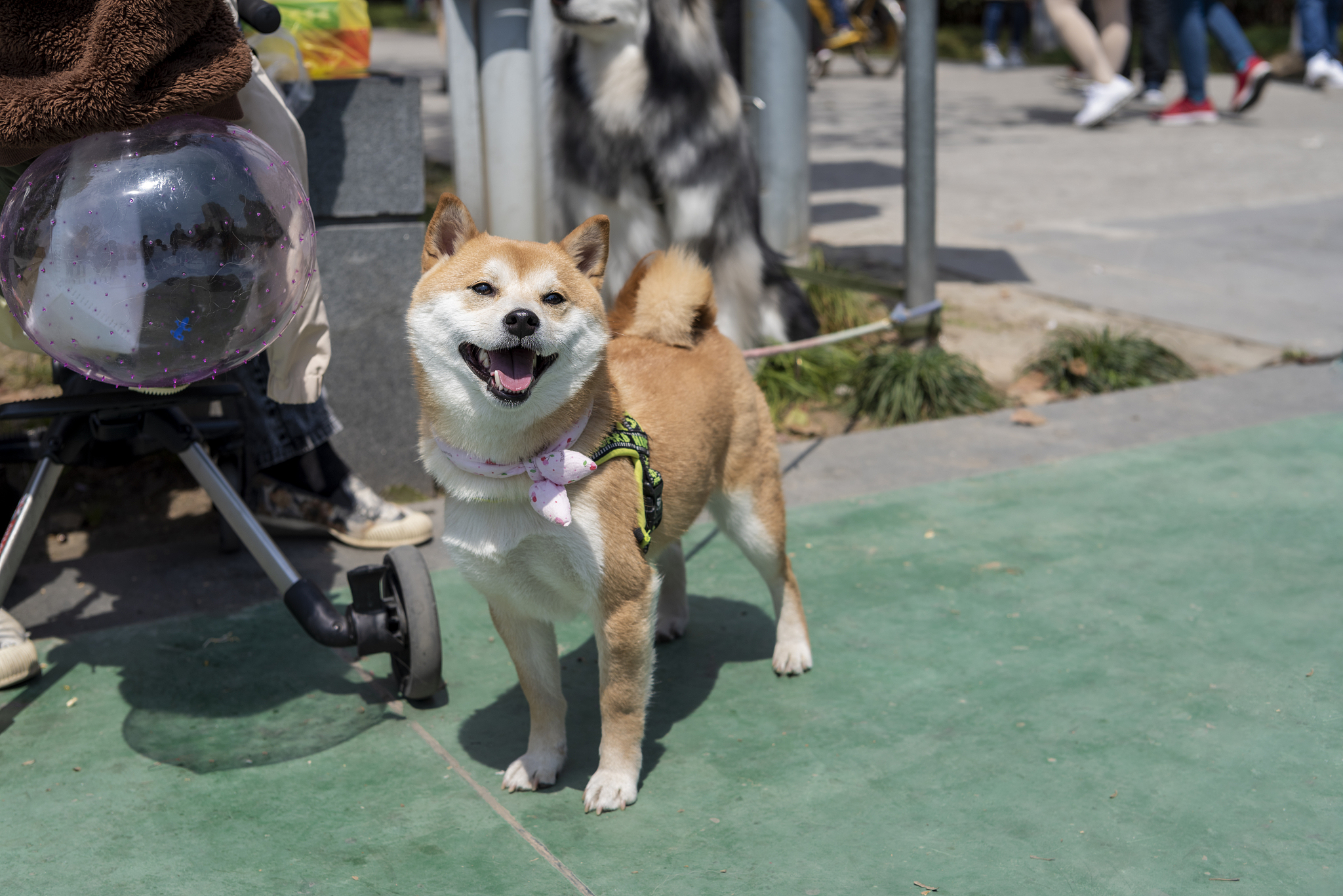 柴犬表情包什么意思