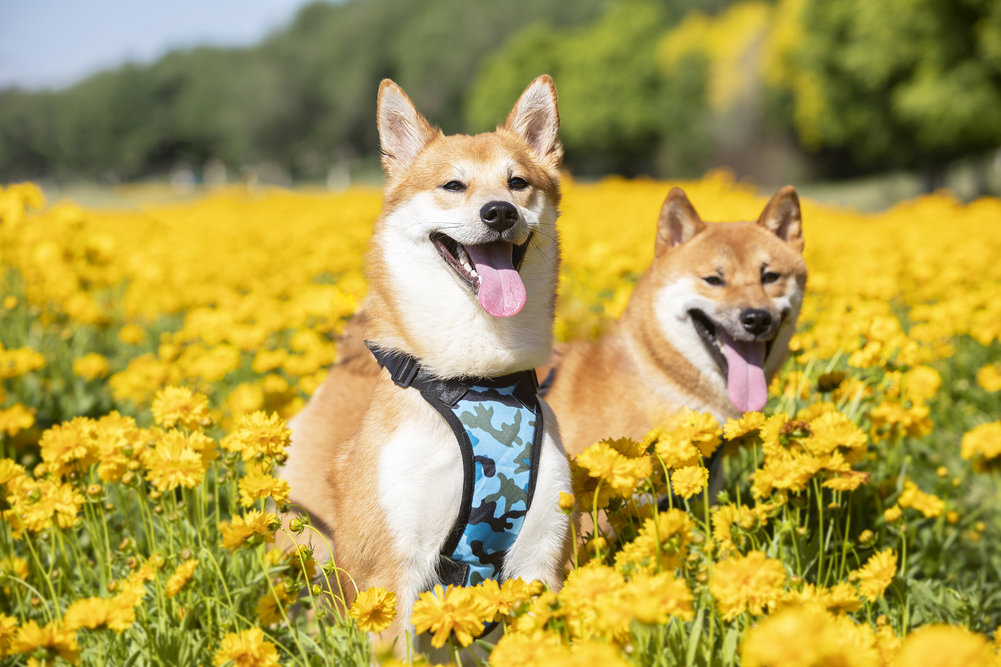 白柴犬市场价