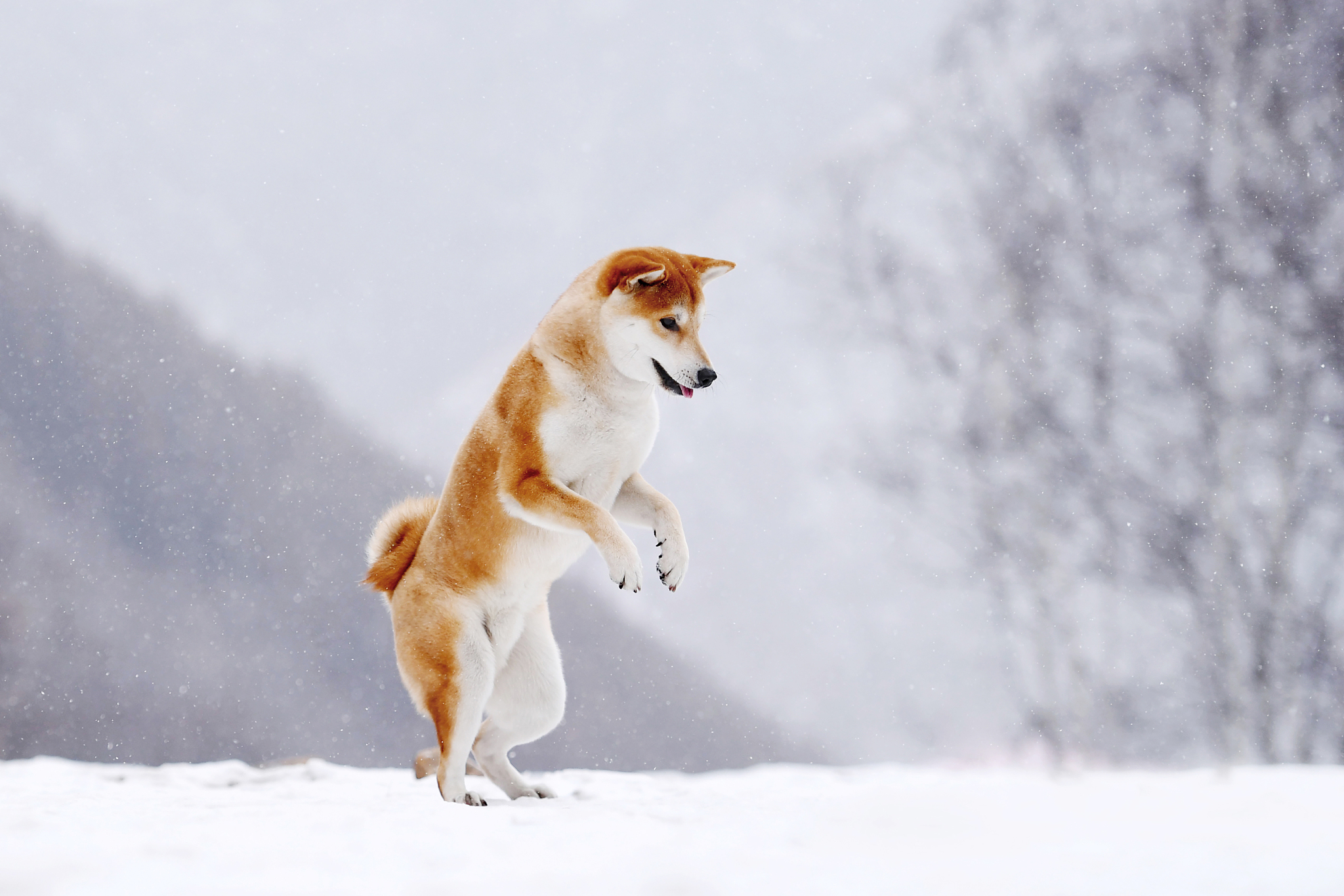 秋田柴犬价格多少钱一只