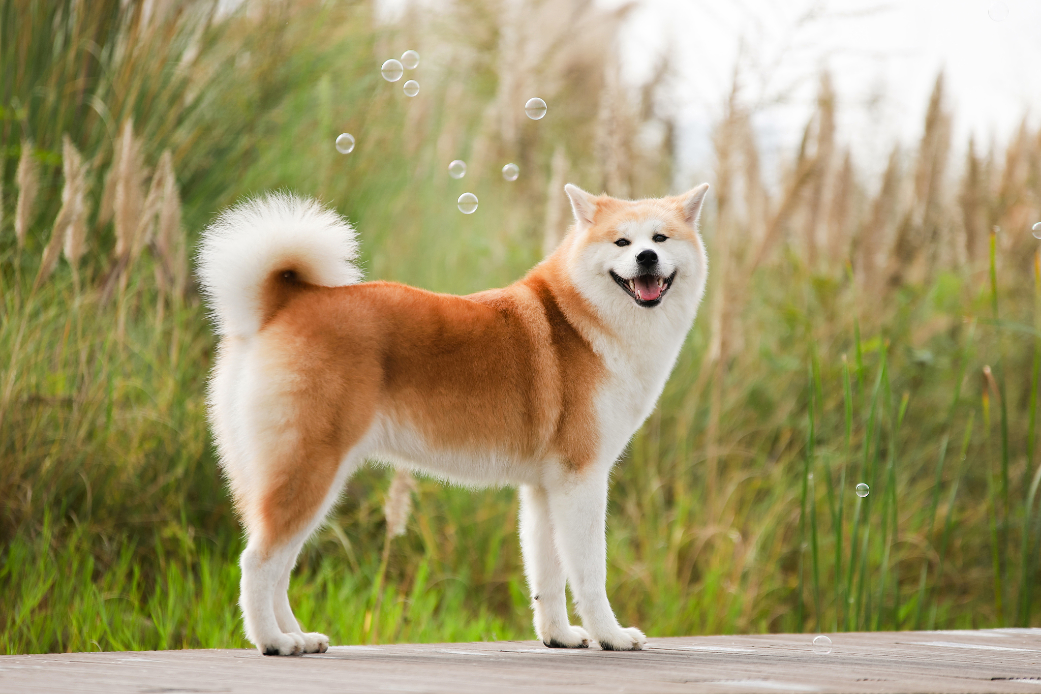 纯种日本柴犬多少钱一只