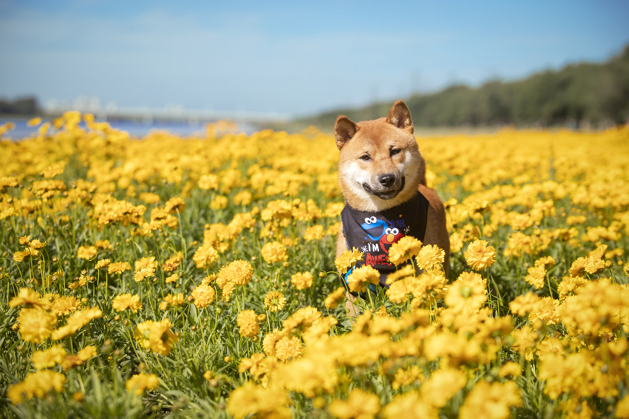 边牧犬和柴犬哪个适合家养